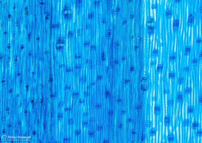 Laerche_radial_SPA10_BKB_3x3pics_img_220821_035-Pano_8000px Laerche_radial_SPA10_BKB_3x3pics_img_220821_035-Pano_8000px