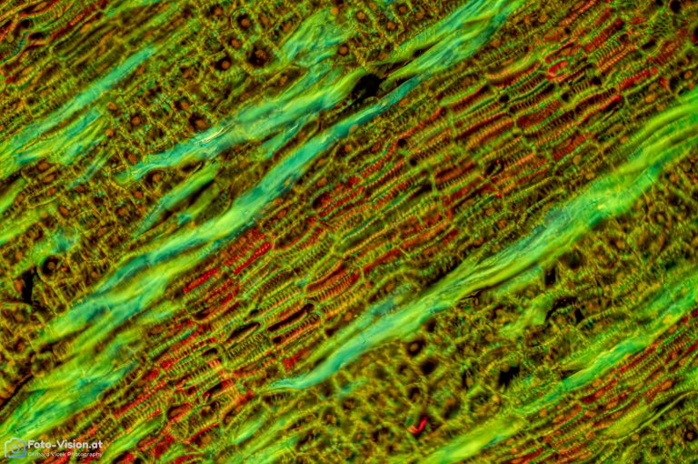 Mistel_laengs_15_Coriphosphin_FluorV_SPA10x125_BW_1.15mm_Stack_41pics_412023 Mistel_laengs_15_Coriphosphin_FluorV_SPA10x125_BW_1.15mm_Stack_41pics_412023