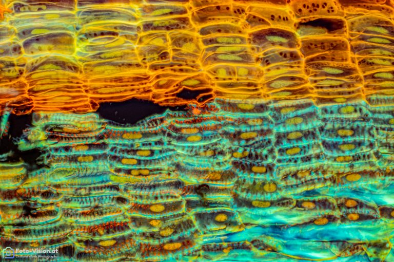 Mistel_laengs_15_Coriphosphin_FluorV_SPA20x125_BW_0.576mm_Stack_36pics_362023 Mistel_laengs_15_Coriphosphin_FluorV_SPA20x125_BW_0.576mm_Stack_36pics_362023