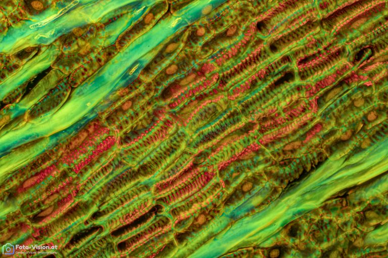 Mistel_laengs_15_Coriphosphin_FluorV_SPA20x125_BW_0.576mm_Stack_41picss_412023 Mistel_laengs_15_Coriphosphin_FluorV_SPA20x125_BW_0.576mm_Stack_41picss_412023