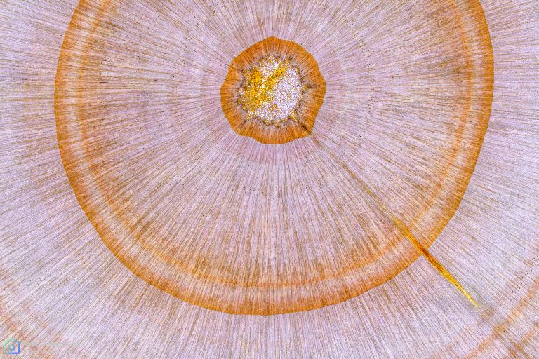 Nordmanntanne - Abies nordmanniana - Querschnitt Nordmanntanne - Abies nordmanniana - Querschnitt