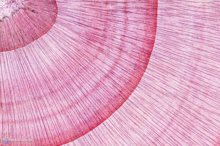 NordmannTanne_quer_EtzBl_SP2FL_9x1pics_img_220816_041-Pano-Bearbeitet NordmannTanne_quer_EtzBl_SP2FL_9x1pics_img_220816_041-Pano-Bearbeitet