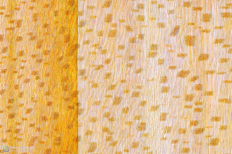 Nordmanntanne - Abies nordmanniana - Radialschnitt Nordmanntanne - Abies nordmanniana - Radialschnitt