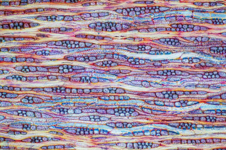 Olive_TANG_FCA_SPA10x125_BW_1.15mm_592022_Stack_59pics Olive_TANG_FCA_SPA10x125_BW_1.15mm_592022_Stack_59pics