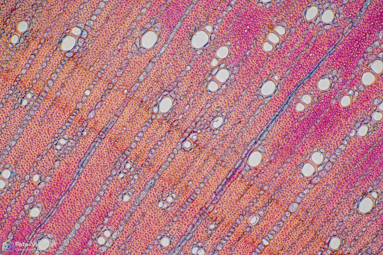 Olivenbaum - Olea europaea - Objektiv SPA10 - Stack 36 Bilder Olivenbaum - Olea europaea - Objektiv SPA10 - Stack 36 Bilder