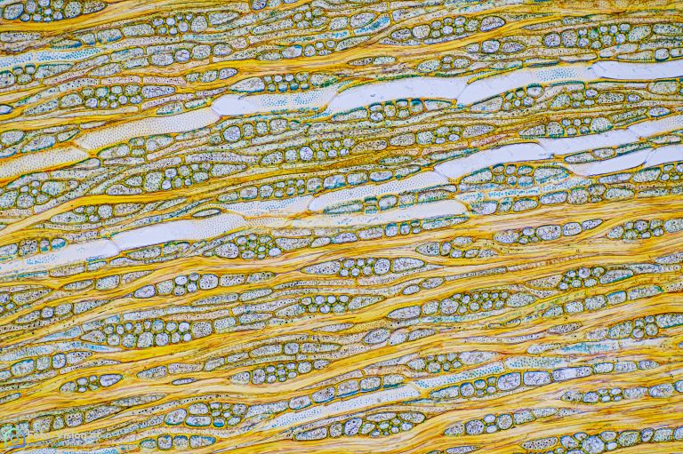 Olive_tang_W3A_SPA10x125_BW_1.15mm_442022_Stack_44pics_PS Olive_tang_W3A_SPA10x125_BW_1.15mm_442022_Stack_44pics_PS