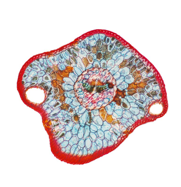 Picea abies_Fichte_Nadel_W3A_SPA10-12022-04-15 20-37-36 (C,Smoothing4)2x39pics-Pano-Bearbeitet Picea abies_Fichte_Nadel_W3A_SPA10-12022-04-15 20-37-36 (C,Smoothing4)2x39pics-Pano-Bearbeitet