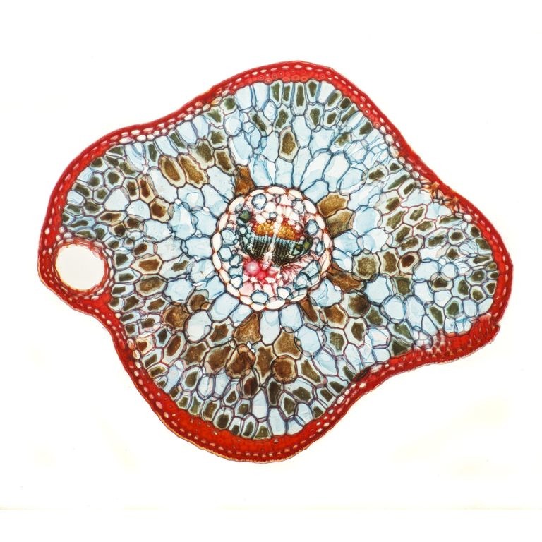 Picea abies_Fichtennadel_W3A_SPA10x125_22pics_2021-08-01 08-50-33 (C,Smoothing2)-Pano-Bearbeitet Picea abies_Fichtennadel_W3A_SPA10x125_22pics_2021-08-01 08-50-33 (C,Smoothing2)-Pano-Bearbeitet