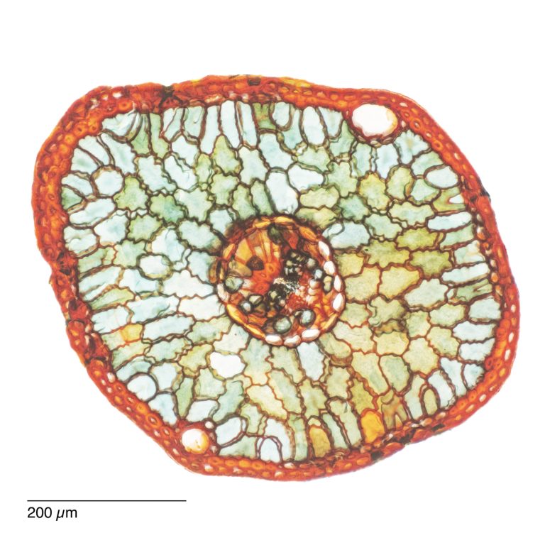 Picea bicolor_SPA10_W3A-302024-12-09 21-02-21 (C,Smoothing2)30 Picea bicolor_SPA10_W3A-302024-12-09 21-02-21 (C,Smoothing2)30