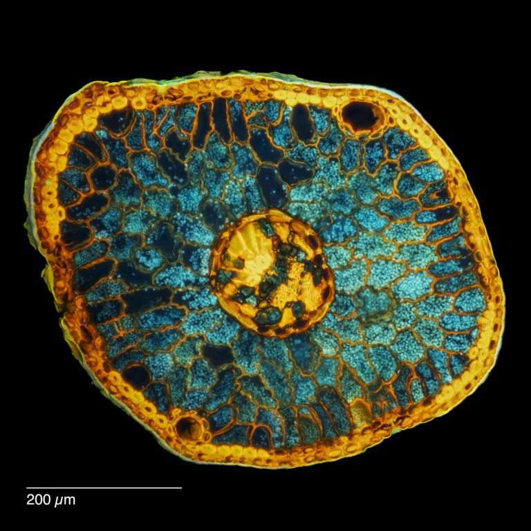 Picea bicolor_SPA10_W3A_FlV-262024-12-09 21-02-09 (C,Smoothing2)26 Picea bicolor_SPA10_W3A_FlV-262024-12-09 21-02-09 (C,Smoothing2)26