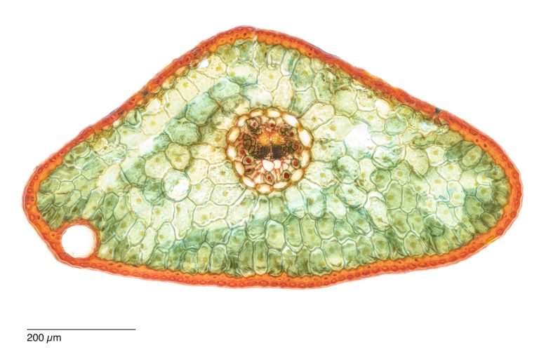 Picea omorica_SerbFichte_W3A_SPA10-0202024-08-09 22-32-08 (C,Smoothing2)20-Pano-Bearbeitet Picea omorica_SerbFichte_W3A_SPA10-0202024-08-09 22-32-08 (C,Smoothing2)20-Pano-Bearbeitet