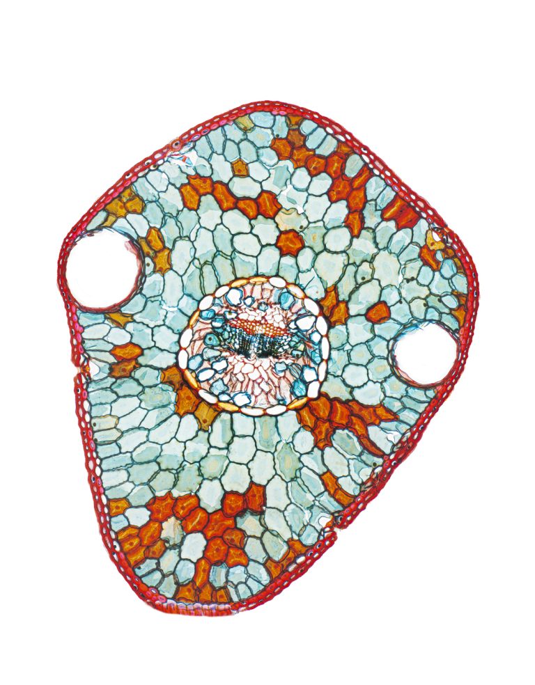 Picea pungens_Blaufichte_Nadel_W3A_SPA10-1012022-04-15 20-38-28 (C,Smoothing4)4x36pics-Pano-Bearbeitet Picea pungens_Blaufichte_Nadel_W3A_SPA10-1012022-04-15 20-38-28 (C,Smoothing4)4x36pics-Pano-Bearbeitet