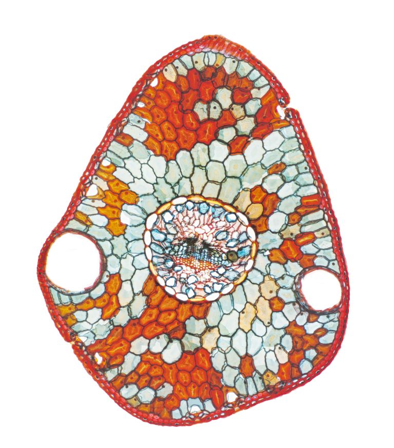 Picea pungens_Blaufichte_Nadel_W3A_SPA10-12022-04-15 20-38-04 (C,Smoothing4)2x31pics-Pano-Bearbeitet Picea pungens_Blaufichte_Nadel_W3A_SPA10-12022-04-15 20-38-04 (C,Smoothing4)2x31pics-Pano-Bearbeitet