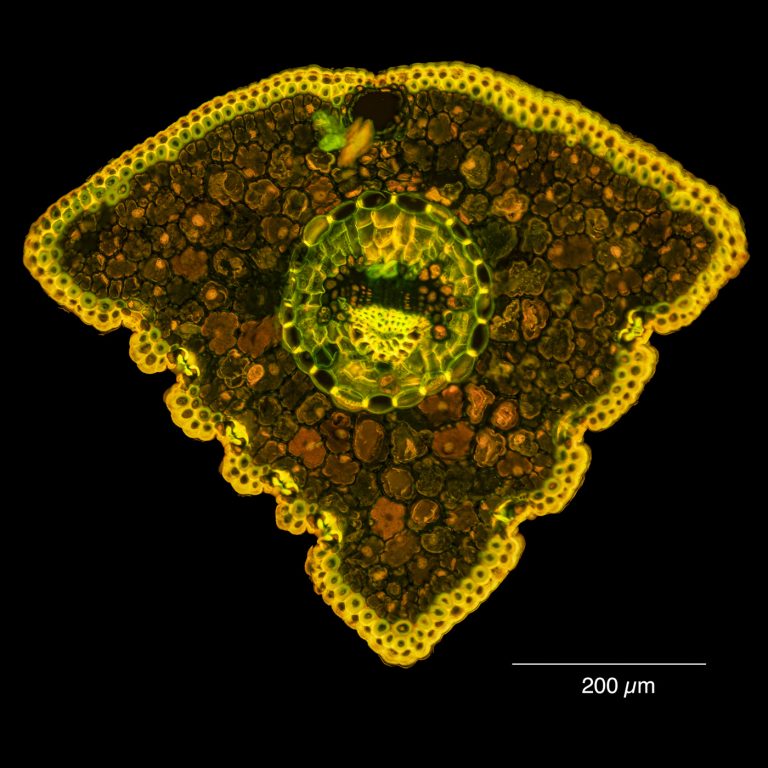 Pinus aristata_Grannen_Kiefer_W3A_FlB_SPA10_2x1pics_230428_006-Pano-Bearbeitet Pinus aristata_Grannen_Kiefer_W3A_FlB_SPA10_2x1pics_230428_006-Pano-Bearbeitet