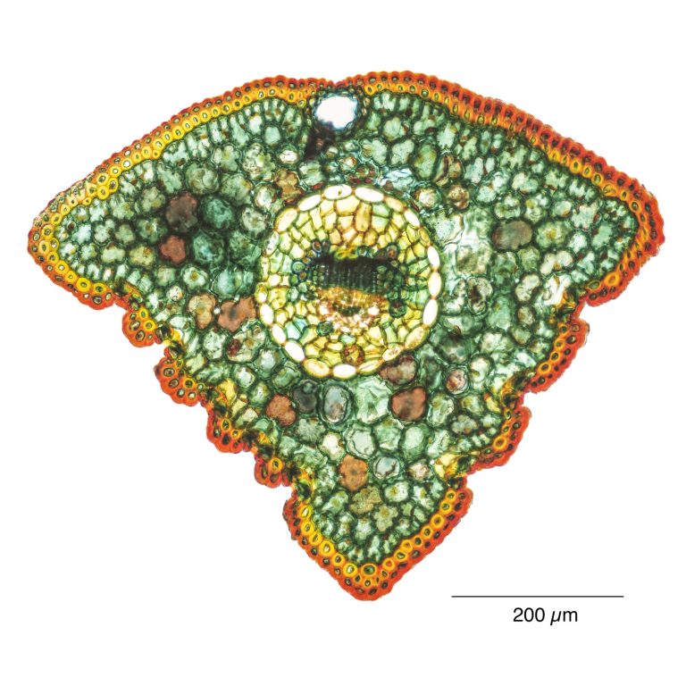 Pinus aristata_Grannen_Kiefer_W3A_SPA10_OBr_0.75mm_2x1pics_230428_002-Pano Pinus aristata_Grannen_Kiefer_W3A_SPA10_OBr_0.75mm_2x1pics_230428_002-Pano