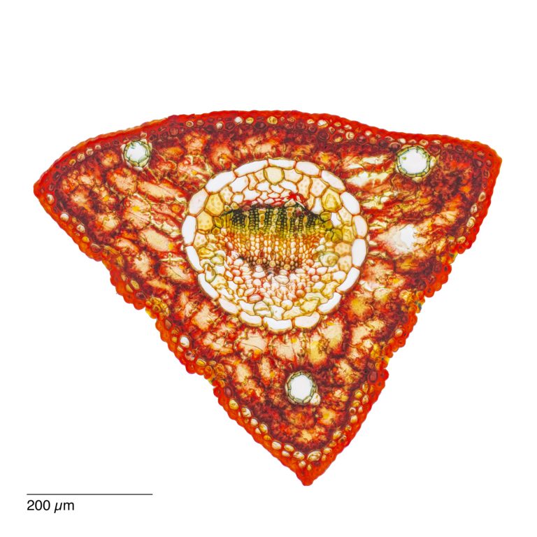 Pinus armandii_Davids-Kiefer_Nadel_W3A_SPA10-2x36pics_12025-01-17 16-48-48 (C,Smoothing2)36-Pano-Bearbeitet Pinus armandii_Davids-Kiefer_Nadel_W3A_SPA10-2x36pics_12025-01-17 16-48-48 (C,Smoothing2)36-Pano-Bearbeitet