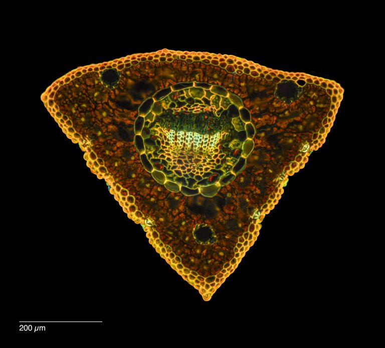 Pinus armandii_Davids-Kiefer_W3A_SPA10_FlViolett-302025-01-19 13-08-15 (C,Smoothing2)30-Pano-Bearbeitet Pinus armandii_Davids-Kiefer_W3A_SPA10_FlViolett-302025-01-19 13-08-15 (C,Smoothing2)30-Pano-Bearbeitet