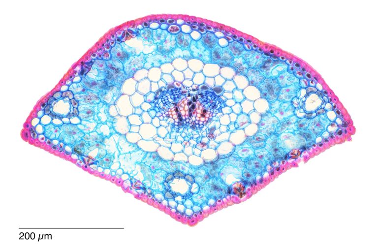 Pinus canariensis_ACA_SPA10-0292024-08-06 14-45-45 (C,Smoothing2)29 Pinus canariensis_ACA_SPA10-0292024-08-06 14-45-45 (C,Smoothing2)29