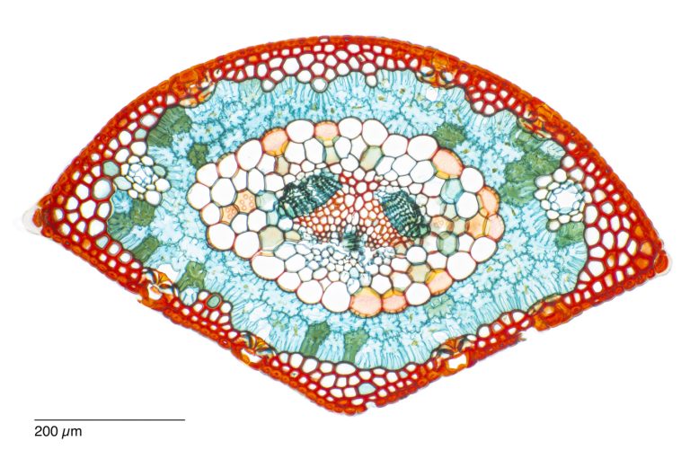 Pinus canariensis_W3A_SPA10-242024-08-17 10-14-02 (C,Smoothing1)24 Pinus canariensis_W3A_SPA10-242024-08-17 10-14-02 (C,Smoothing1)24