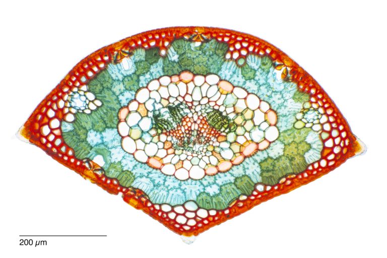 Pinus canariensis_W3A_SPA10-482024-08-17 10-14-14 (C,Smoothing1)24 Pinus canariensis_W3A_SPA10-482024-08-17 10-14-14 (C,Smoothing1)24