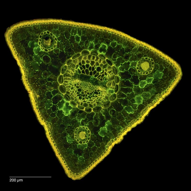 Pinus cembra_Zirbe FluorIB SPA10-0192024-08-09 22-18-07 (C,Smoothing2)19-Pano-Bearbeitet Pinus cembra_Zirbe FluorIB SPA10-0192024-08-09 22-18-07 (C,Smoothing2)19-Pano-Bearbeitet