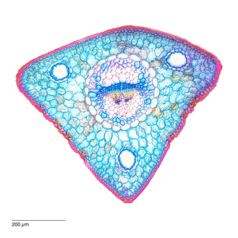 Pinus cembra_Zirbe_ACA_SPA10-0242024-08-05 15-40-36 (C,Smoothing2)24-Pano-Bearbeitet Pinus cembra_Zirbe_ACA_SPA10-0242024-08-05 15-40-36 (C,Smoothing2)24-Pano-Bearbeitet