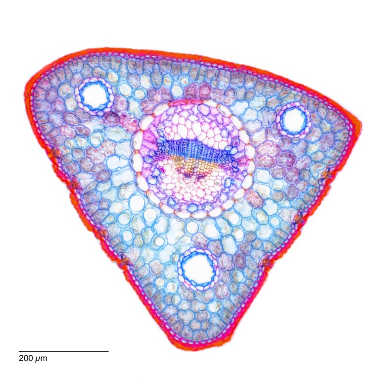 Pinus cembra_Zirbe_ACA_SPA10-0262024-08-04 17-39-44 (C,Smoothing2)26-Pano-Bearbeitet Pinus cembra_Zirbe_ACA_SPA10-0262024-08-04 17-39-44 (C,Smoothing2)26-Pano-Bearbeitet