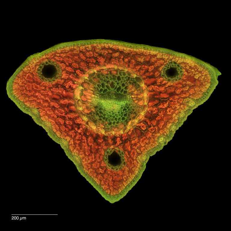 Pinus cembra_Zirbe_FluorB_SPA10-0012024-08-05 15-39-25 (C,Smoothing2)31-Pano-Bearbeitet Pinus cembra_Zirbe_FluorB_SPA10-0012024-08-05 15-39-25 (C,Smoothing2)31-Pano-Bearbeitet