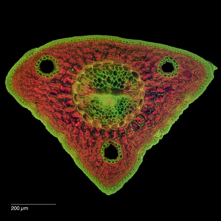 Pinus cembra_Zirbe_FluorIB_SPA10-0512024-08-05 15-37-54 (C,Smoothing2)26-Pano-Bearbeitet Pinus cembra_Zirbe_FluorIB_SPA10-0512024-08-05 15-37-54 (C,Smoothing2)26-Pano-Bearbeitet