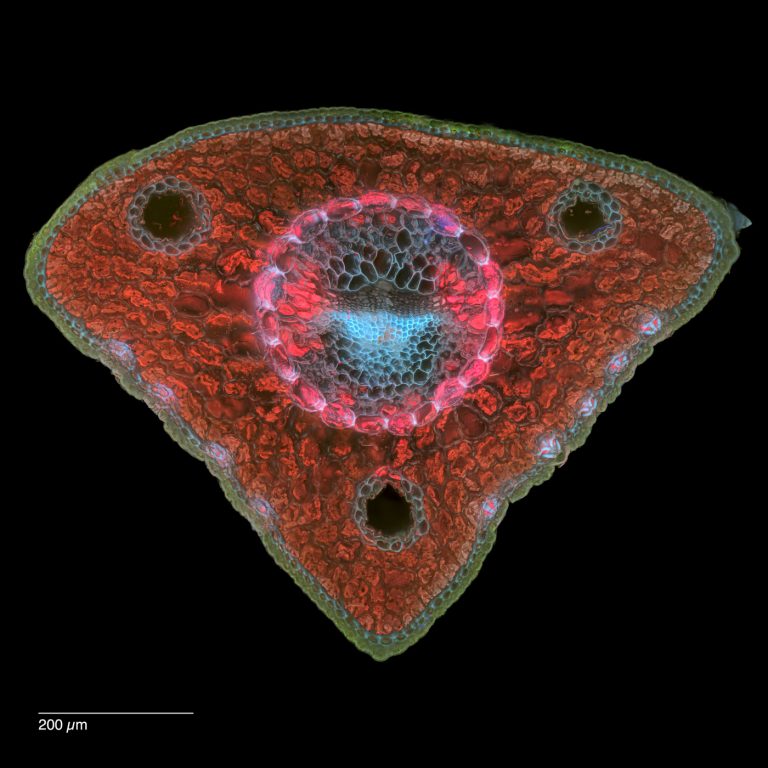 Pinus cembra_Zirbe_FluorV_SPA10-0262024-08-05 15-38-36 (C,Smoothing2)26-Pano-Bearbeitet Pinus cembra_Zirbe_FluorV_SPA10-0262024-08-05 15-38-36 (C,Smoothing2)26-Pano-Bearbeitet
