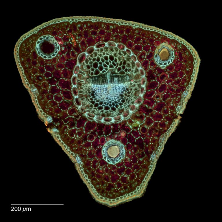 Pinus cembra_Zirbe_SPA10_FluorV-0182024-08-03 23-16-39 (C,Smoothing2)18-Pano-Bearbeitet Pinus cembra_Zirbe_SPA10_FluorV-0182024-08-03 23-16-39 (C,Smoothing2)18-Pano-Bearbeitet