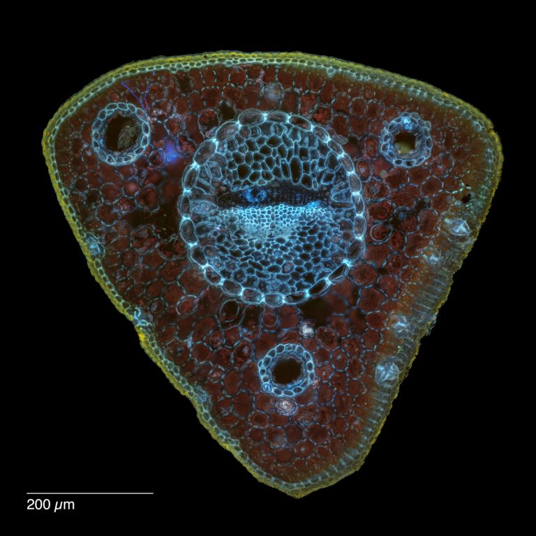 Pinus cembra_Zirbe_SPA10_FluorV-0242024-08-03 23-18-09 (C,Smoothing2)24-Pano-Bearbeitet Pinus cembra_Zirbe_SPA10_FluorV-0242024-08-03 23-18-09 (C,Smoothing2)24-Pano-Bearbeitet