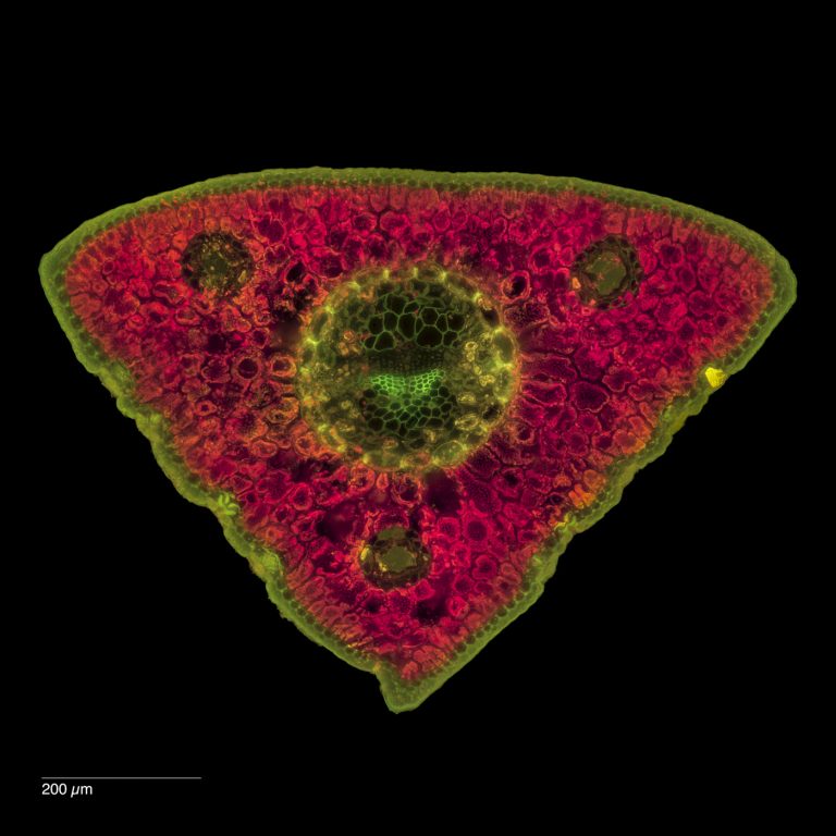 Pinus cembra_Zirbe_SPA20_FluorB-0202024-08-03 21-45-20 (C,Smoothing2)20-Pano-Bearbeitet Pinus cembra_Zirbe_SPA20_FluorB-0202024-08-03 21-45-20 (C,Smoothing2)20-Pano-Bearbeitet