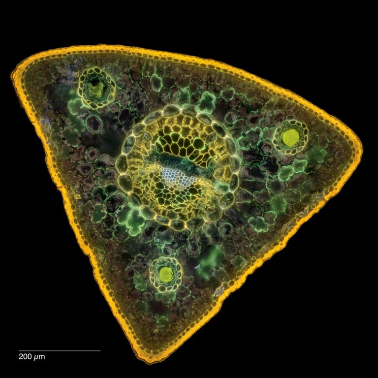 Pinus cembra_Zirbe_SPA20_FluorV-0152024-08-09 22-11-18 (C,Smoothing2)15-Pano-Bearbeitet Pinus cembra_Zirbe_SPA20_FluorV-0152024-08-09 22-11-18 (C,Smoothing2)15-Pano-Bearbeitet