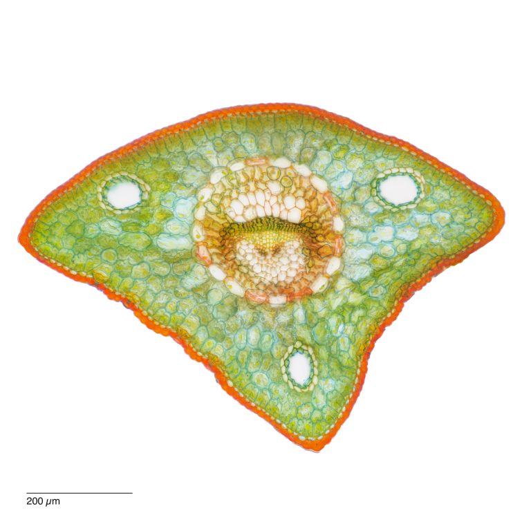 Pinus cembra_Zirbe_W3A_SPA10-0212024-08-09 22-31-09 (C,Smoothing2)21-Pano-Bearbeitet Pinus cembra_Zirbe_W3A_SPA10-0212024-08-09 22-31-09 (C,Smoothing2)21-Pano-Bearbeitet