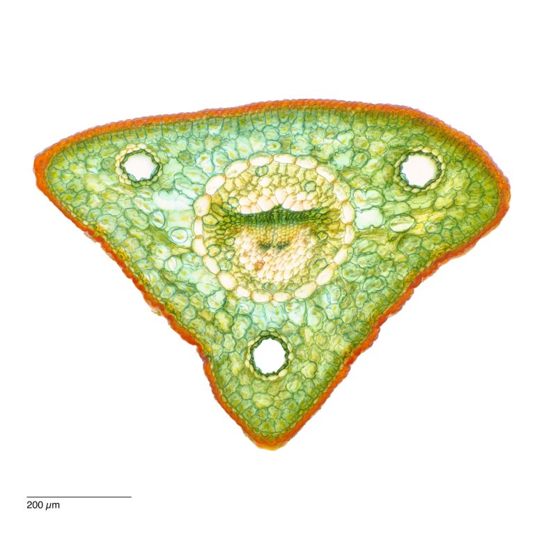 Pinus cembra_Zirbe_W3A_SPA10-0532024-08-05 15-39-58 (C,Smoothing2)22-Pano-Bearbeitet Pinus cembra_Zirbe_W3A_SPA10-0532024-08-05 15-39-58 (C,Smoothing2)22-Pano-Bearbeitet