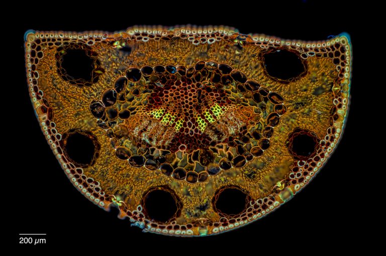 Pinus halepensis_Aleppo-Kiefer_Acrif_FSA_SPA4x125_FluorV_OBr_2.43mm_230224 Pinus halepensis_Aleppo-Kiefer_Acrif_FSA_SPA4x125_FluorV_OBr_2.43mm_230224