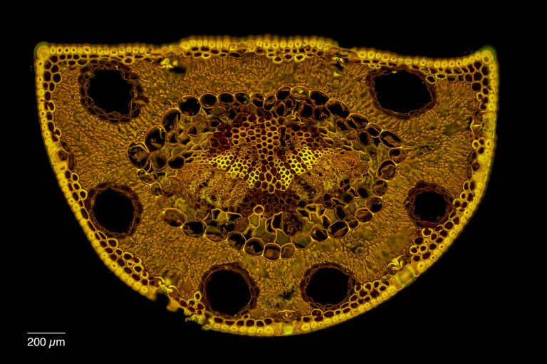 Pinus halepensis_Aleppo-Kiefer_Nadel_Acrifl_FSA_SPA4x125_FluorB_OBr_2.43mm_230224 Pinus halepensis_Aleppo-Kiefer_Nadel_Acrifl_FSA_SPA4x125_FluorB_OBr_2.43mm_230224