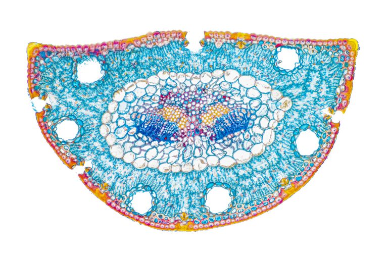 Pinus halepensis_AleppoSteinkiefer_AAC_SPA10x125_HF Pinus halepensis_AleppoSteinkiefer_AAC_SPA10x125_HF