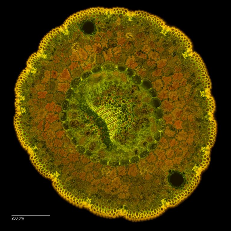 Pinus monophylla_FluorB_SPA10_Wacker-12024-10-25 17-46-55 (C,Smoothing2)49-Pano-Bearbeitet Pinus monophylla_FluorB_SPA10_Wacker-12024-10-25 17-46-55 (C,Smoothing2)49-Pano-Bearbeitet