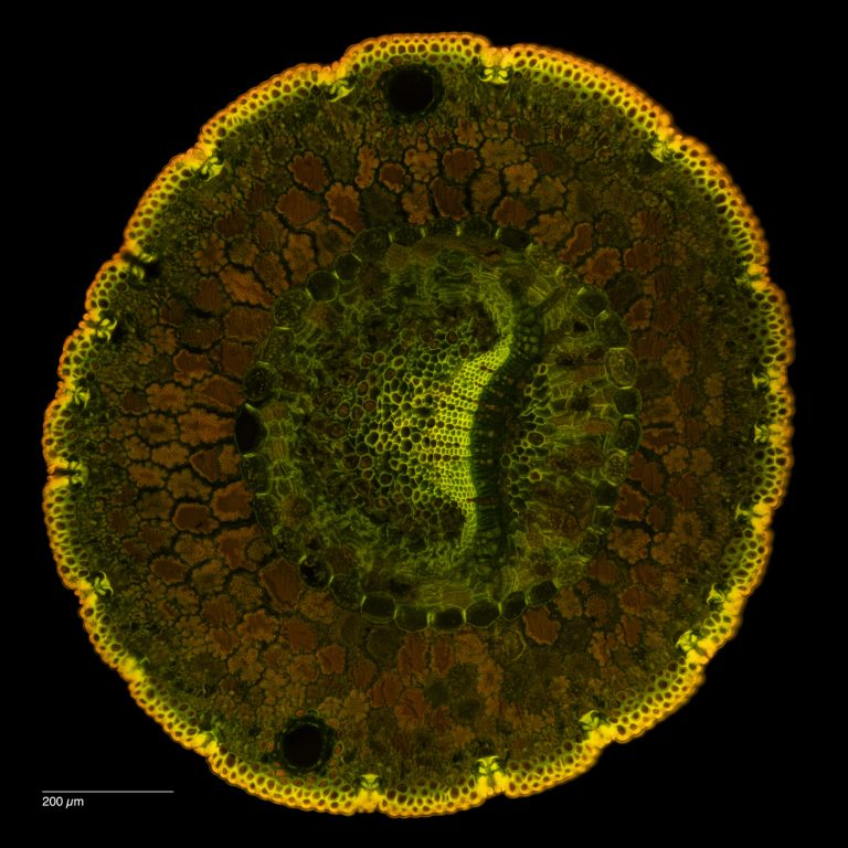 Pinus monophylla_FluorIB_SPA10_Wacker-12024-10-26 20-57-28 (C,Smoothing2)49-Pano-Bearbeitet Pinus monophylla_FluorIB_SPA10_Wacker-12024-10-26 20-57-28 (C,Smoothing2)49-Pano-Bearbeitet