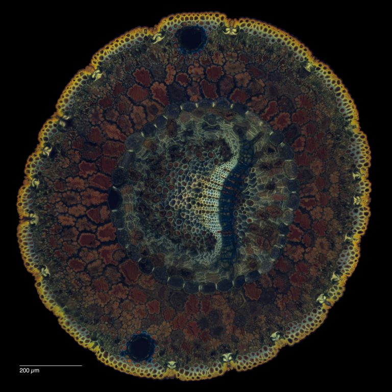 Pinus monophylla_FluorU_SPA10_Wacker-12024-10-26 20-55-48 (C,Smoothing2)49-Pano-Bearbeitet Pinus monophylla_FluorU_SPA10_Wacker-12024-10-26 20-55-48 (C,Smoothing2)49-Pano-Bearbeitet