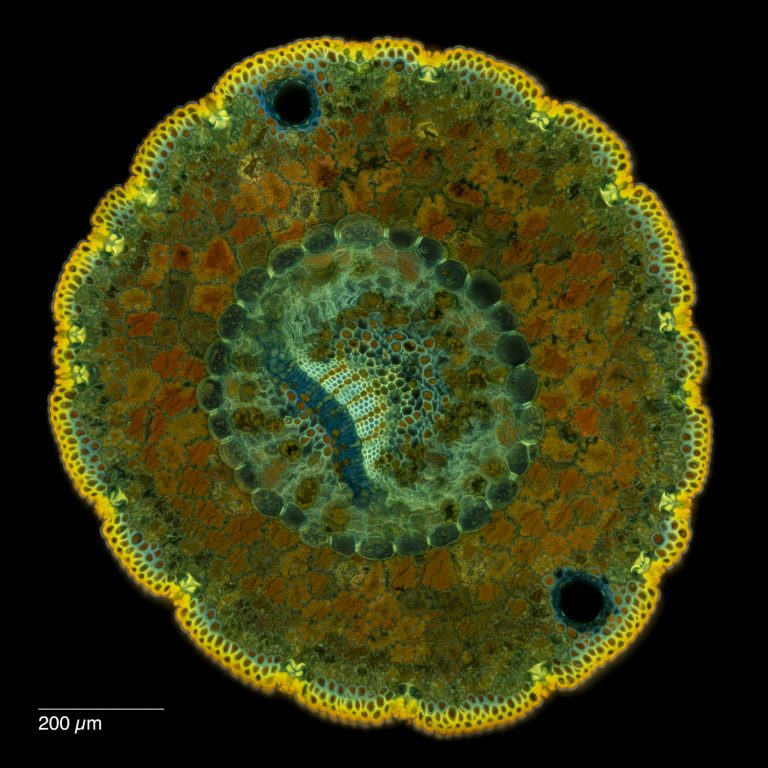Pinus monophylla_FluorV_SPA10_Wacker-12024-10-25 17-18-10 (C,Smoothing2)49-Pano-Bearbeitet Pinus monophylla_FluorV_SPA10_Wacker-12024-10-25 17-18-10 (C,Smoothing2)49-Pano-Bearbeitet