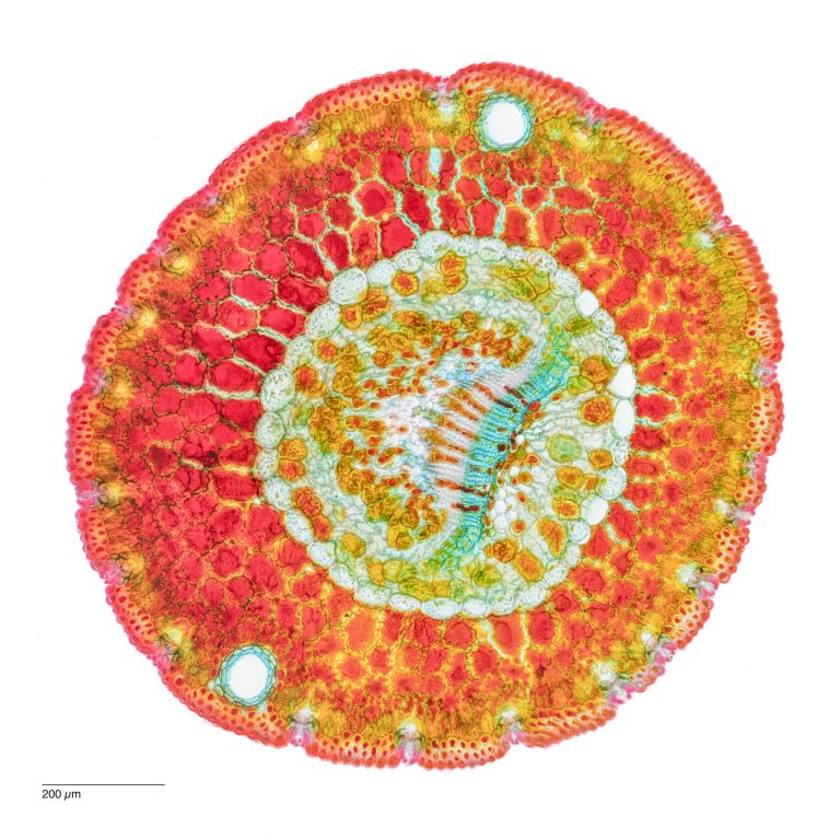 Pinus monophylla_SPA10_Wacker-6x58pics_12024-10-23 21-00-52 (C,Smoothing2)58-Pano-Bearbeitet Pinus monophylla_SPA10_Wacker-6x58pics_12024-10-23 21-00-52 (C,Smoothing2)58-Pano-Bearbeitet
