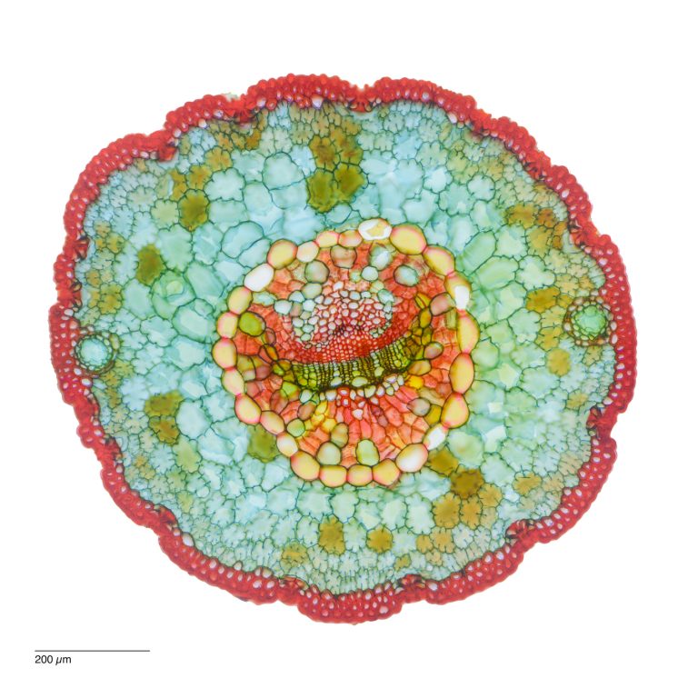 Pinus monophylla_W3A_SPA10_4x1_Bilder_img_250131_021-Pano-Bearbeitet Pinus monophylla_W3A_SPA10_4x1_Bilder_img_250131_021-Pano-Bearbeitet