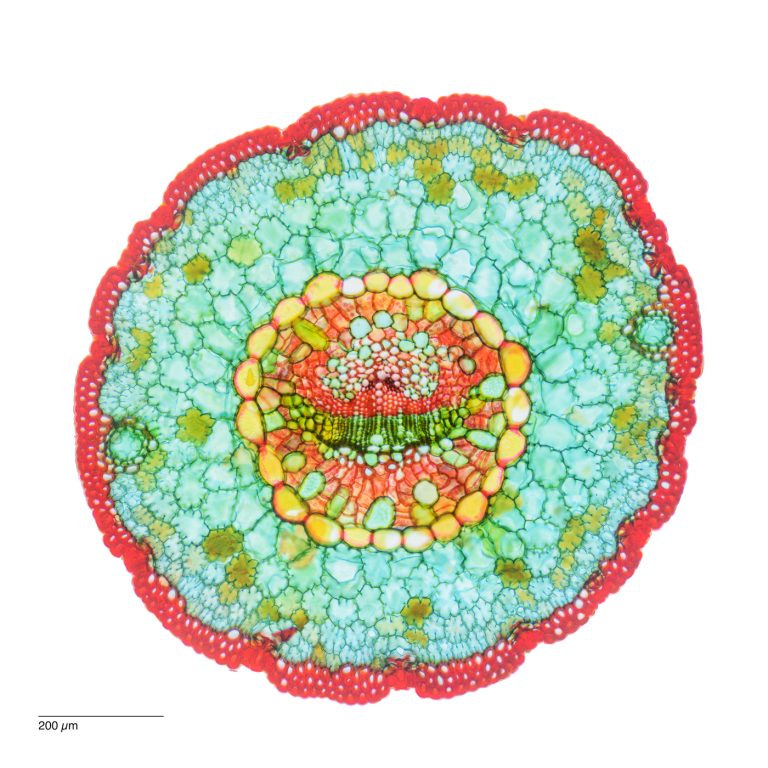Pinus monophylla_W3A_SPA10_6x1_Bilder_img_250131_001-Pano-Bearbeitet Pinus monophylla_W3A_SPA10_6x1_Bilder_img_250131_001-Pano-Bearbeitet