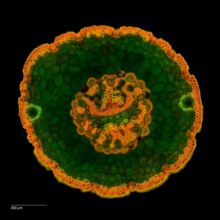 Pinus monophylla_W3A_SPA10_FlB_4x1_Bilder_img_250131_013-Pano-Bearbeitet Pinus monophylla_W3A_SPA10_FlB_4x1_Bilder_img_250131_013-Pano-Bearbeitet