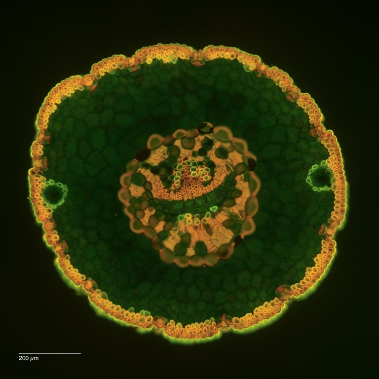 Pinus monophylla_W3A_SPA10_FlV_4x1_Bilder_img_250131_017-Pano-Bearbeitet Pinus monophylla_W3A_SPA10_FlV_4x1_Bilder_img_250131_017-Pano-Bearbeitet