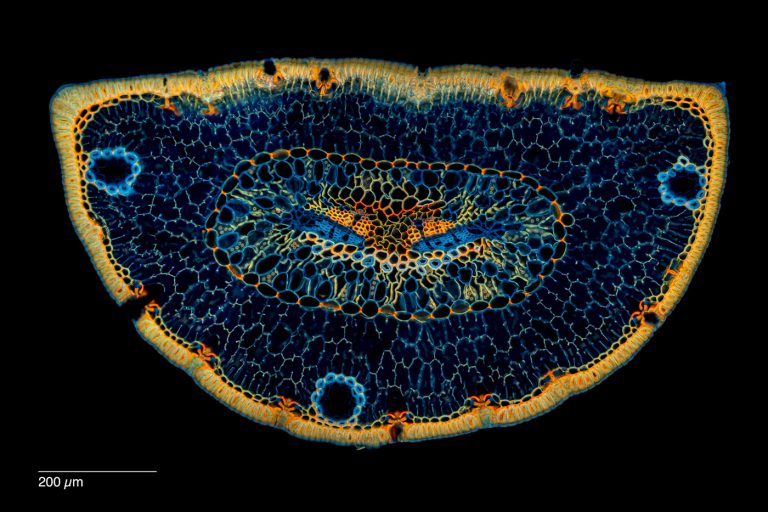 Pinus mugo_Latsche_Nadel_W3A_SPA10x125_FluorV_OBr_1.42mm_6x1pics_221003_Pano Pinus mugo_Latsche_Nadel_W3A_SPA10x125_FluorV_OBr_1.42mm_6x1pics_221003_Pano