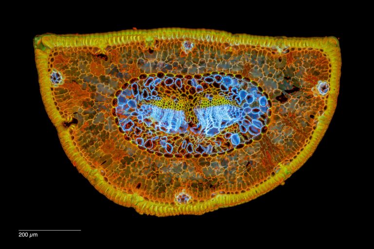 Pinus mugo_Latsche_Pilz_CoriphosphinUvitex_SPA10_2x1pics_img_220706_001-Pano-Bearbeitet_01 Pinus mugo_Latsche_Pilz_CoriphosphinUvitex_SPA10_2x1pics_img_220706_001-Pano-Bearbeitet_01